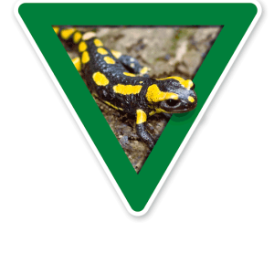 Verkehrsschild Vorsicht, Amphibienwanderung, Salamander – Tierschutz (grün)