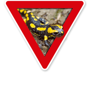 Verkehrsschild Vorsicht, Amphibienwanderung, Salamander – Tierschutz (rot)