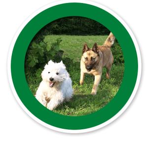 Verkehrsschild Hunde erlaubt – Hundeplatz