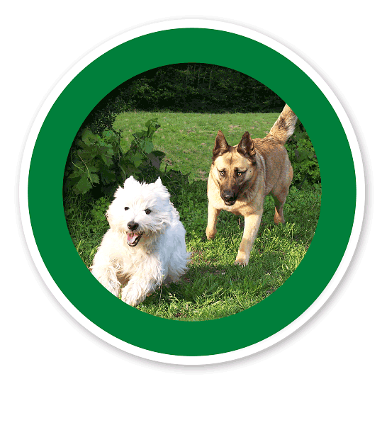 Verkehrsschild Hunde erlaubt – Hundeplatz