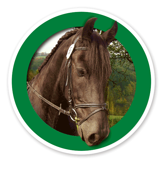 Verkehrsschild Für Pferde / Reiten erlaubt